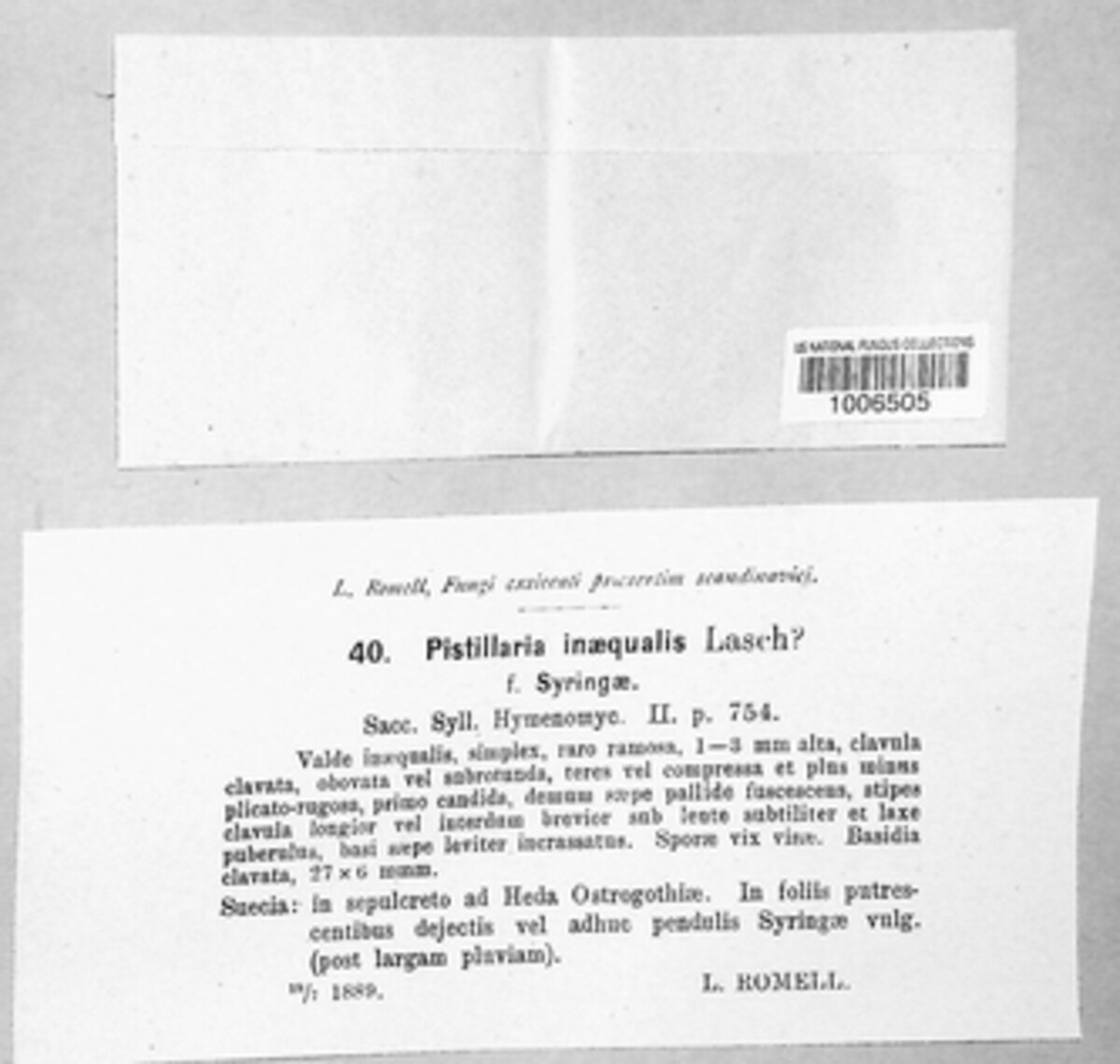 Pistillaria image